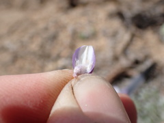 Lupinus breweri bryoides