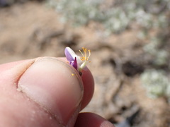 Lupinus breweri bryoides