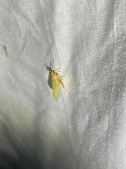 Stenacron interpunctatum interpunctatum