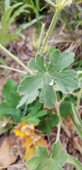 Geranium lentum