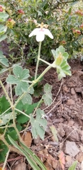 Geranium lentum