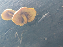 Pleuroflammula tuberculosa