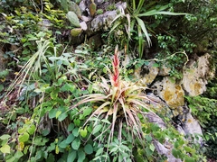 Tillandsia parryi