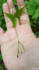 Osmorhiza purpurea