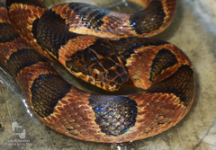 Leptodeira maculata