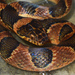 Cat-eyed Snakes - Photo (c) Luis enrique Ramirez Bojorges, some rights reserved (CC BY-NC)