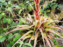 Tillandsia parryi
