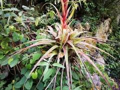 Tillandsia parryi