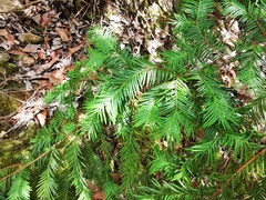 Taxus globosa