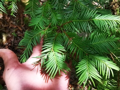 Taxus globosa