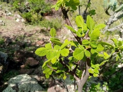 Bursera palmeri