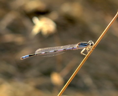 Enallagma carunculatum