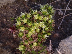 Colobanthus squarrosus squarrosus