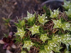 Colobanthus squarrosus squarrosus