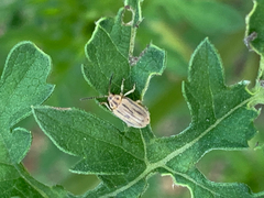 Ophraella communa