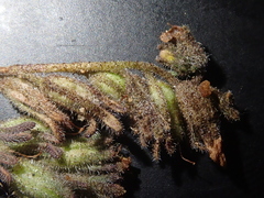 Phacelia glandulifera