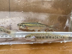 Richardsonius balteatus