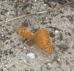 Euptoieta hegesia