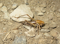 Decticita balli