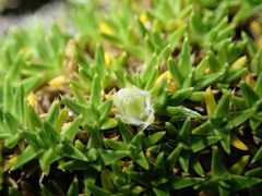 Colobanthus squarrosus