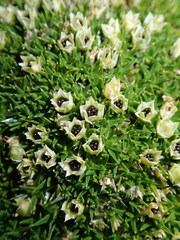 Colobanthus squarrosus