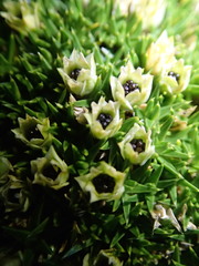 Colobanthus squarrosus