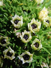 Colobanthus squarrosus