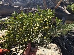 Phoradendron bolleanum