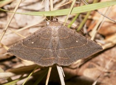 Lesmone griseipennis