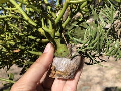 Phoradendron bolleanum