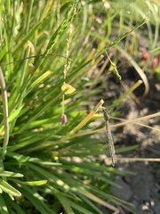 Odonata