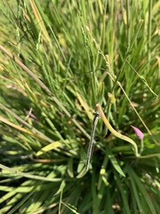 Odonata