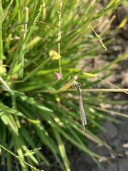 Odonata