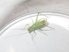 Oecanthus quadripunctatus