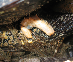 Eupentacta quinquesemita