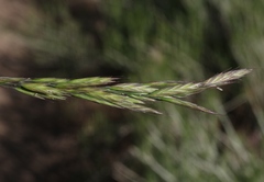 Bromus carinatus