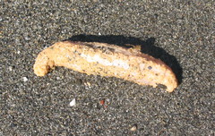 Eupentacta quinquesemita