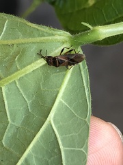 Arocatus melanocephalus