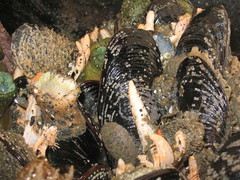 Eupentacta quinquesemita