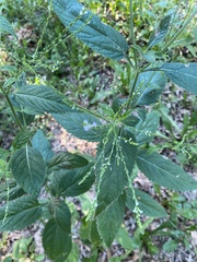 Verbena urticifolia