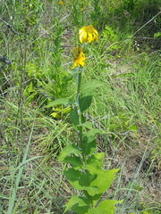 Verbesina helianthoides