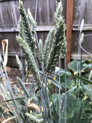 Triticum aestivum