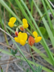 Lotus corniculatus