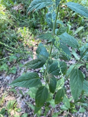 Verbena urticifolia