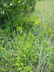 Verbesina helianthoides