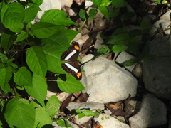 Adelpha basiloides