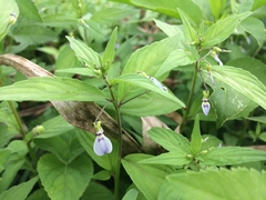 Pombalia linearifolia