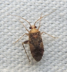 Phytocoris breviusculus