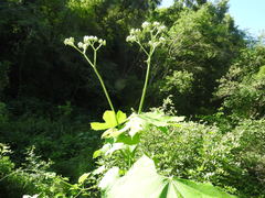 Cnidoscolus multilobus
