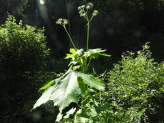 Cnidoscolus multilobus